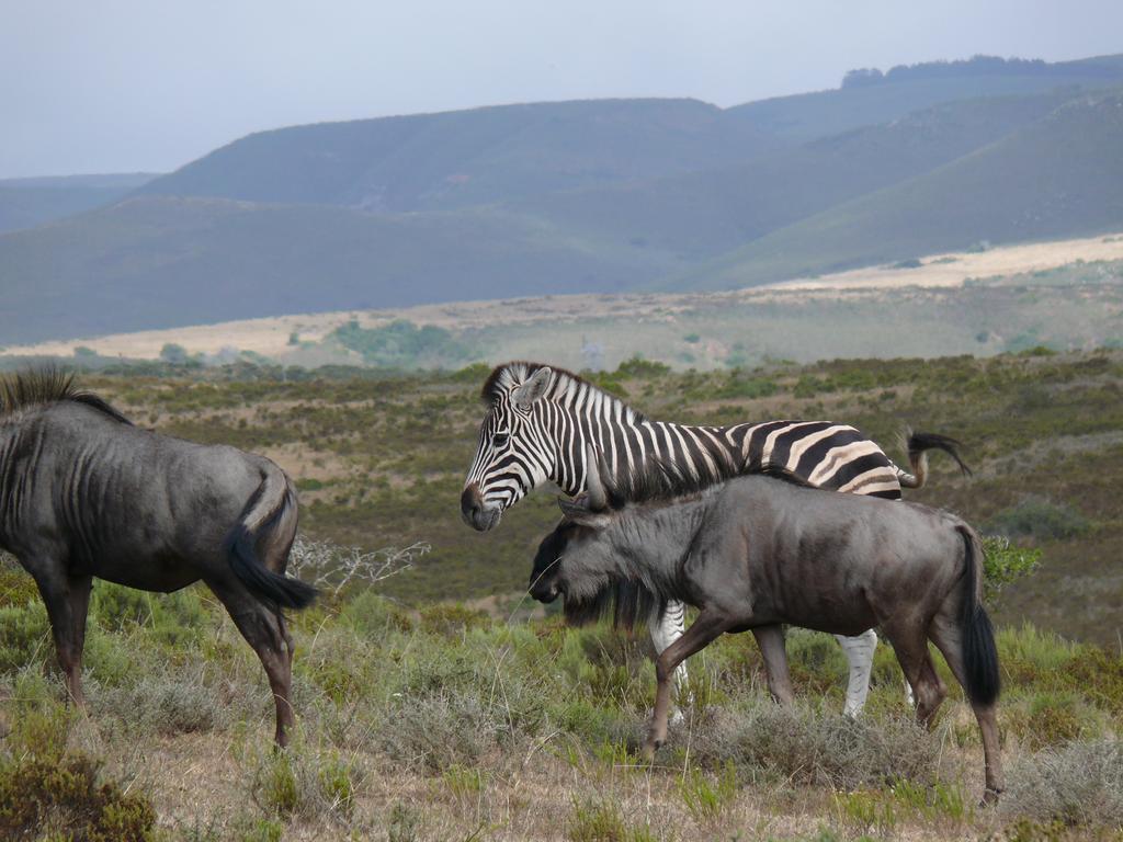 Nyaru Game Lodge Brandwag Екстериор снимка