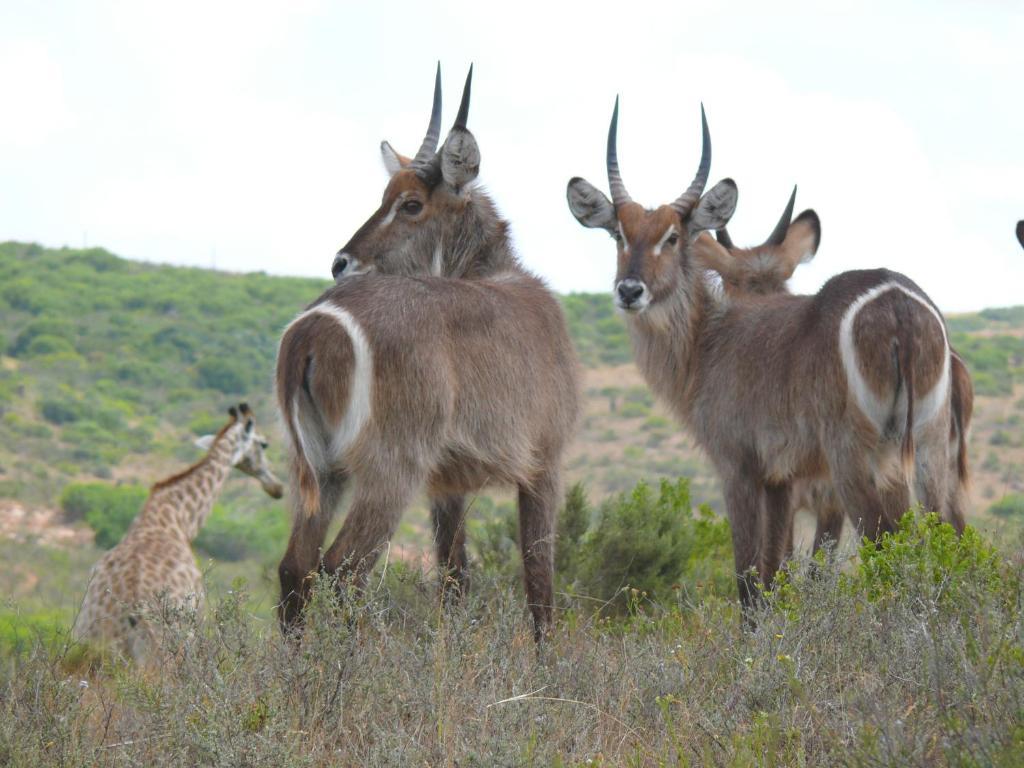 Nyaru Game Lodge Brandwag Екстериор снимка